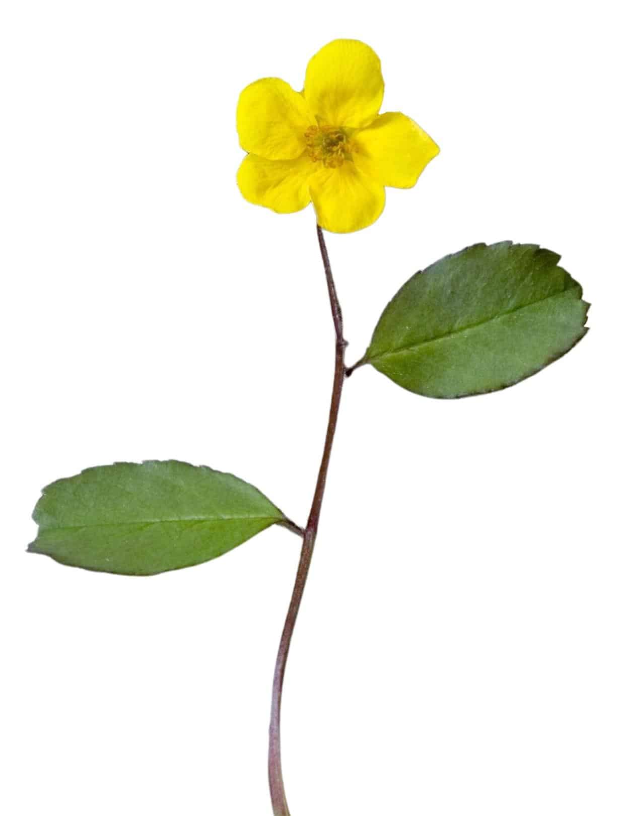 1-header-photo-homeopathie-nilufer